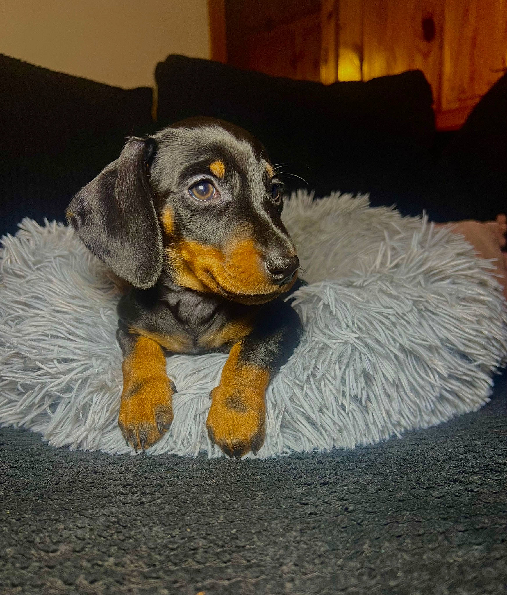 Frankie joined the competition — help win amazing prizes! carnivore, comfort, companion_dog, couch, dog, dog_breed, fawn, flooring, fur, grey, lamp, liver, paw, snout, sporting_group, tail, terrestrial_animal, whiskers, working_animal, working_dog