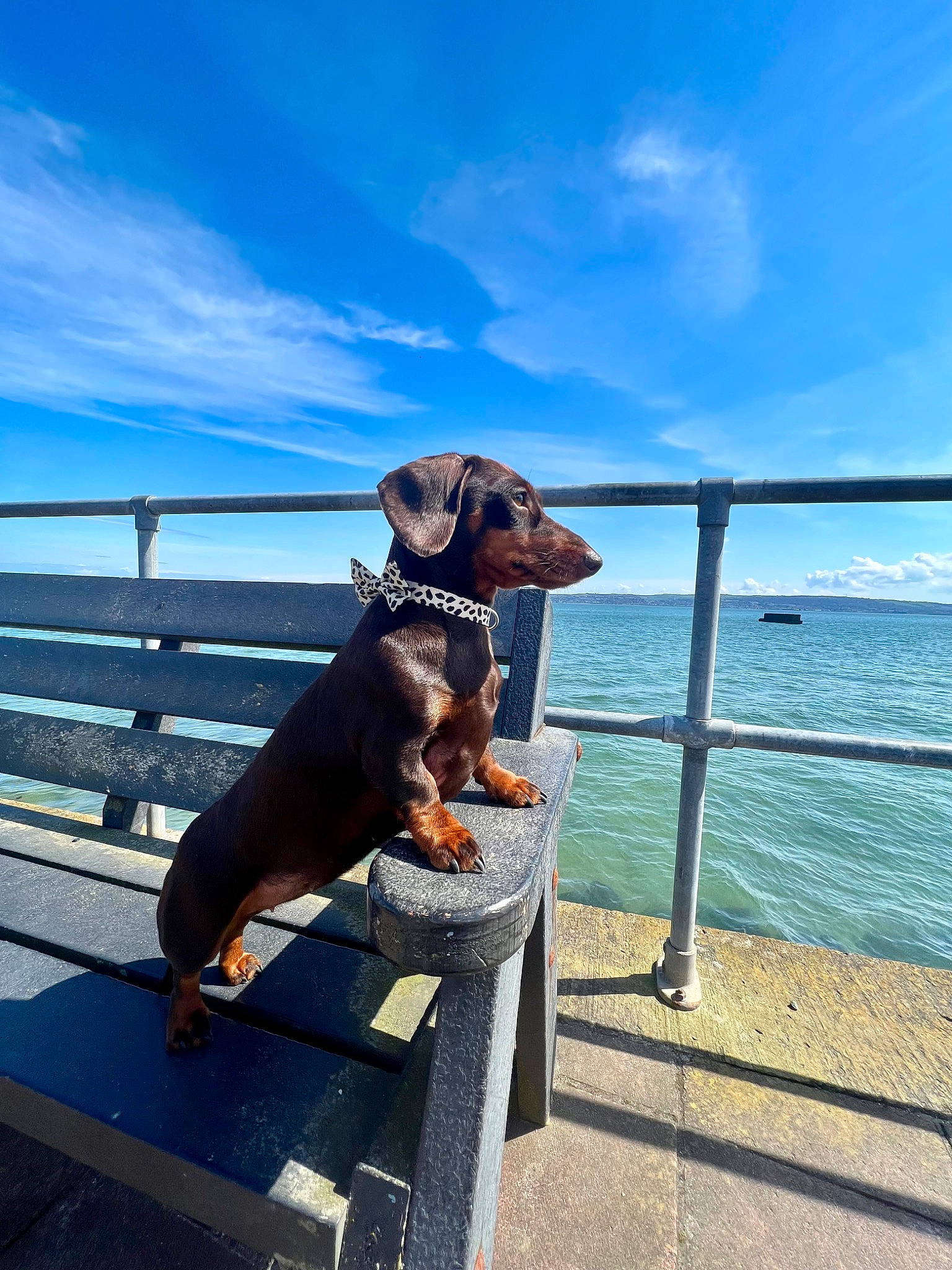 Gibby is registered to the contest to win money with this photo: carnivore, cloud, companion_dog, dock, dog, dog_breed, fawn, fence, hat, horizon, lake, leisure, ocean, pet_supply, recreation, sky, sporting_group, travel, water, working_animal