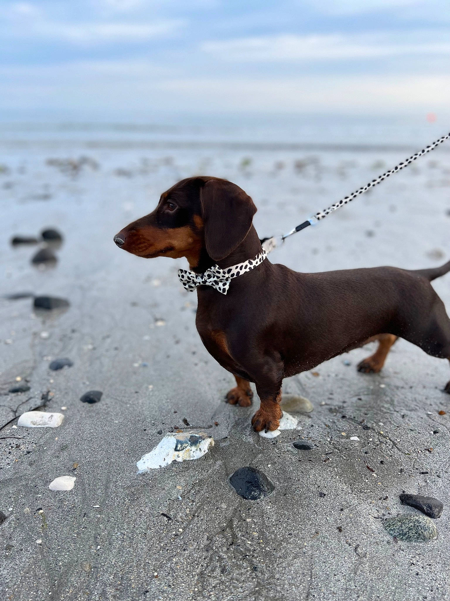 Gibby is registered to the contest to win money with this photo: automotive_mirror, carnivore, cloud, collar, companion_dog, dog, dog_breed, fawn, hound, hunting_dog, liver, pet_supply, scent_hound, sky, sporting_group, terrestrial_animal, windshield, working_animal, working_dog