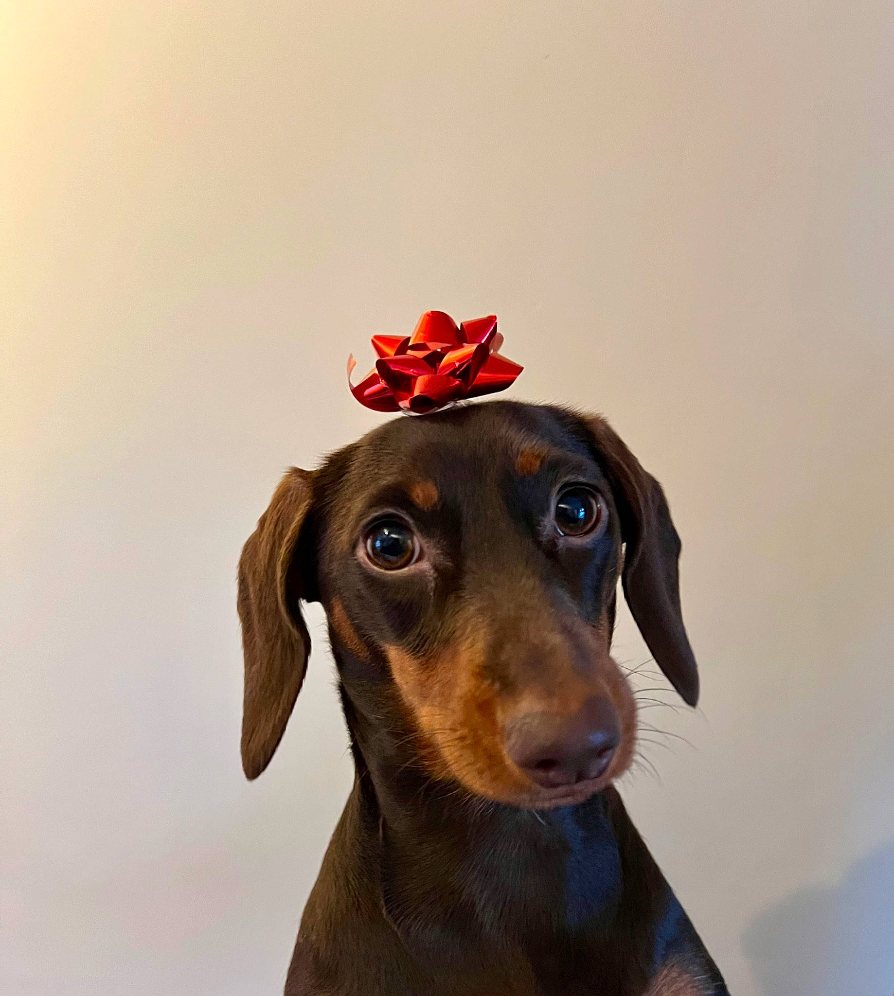 Gibby joined the competition — help win amazing prizes! carnivore, collar, companion_dog, cone, costume_hat, dog, dog_breed, dog_supply, fashion_accessory, fawn, hat, liver, personal_protective_equipment, pet_supply, petal, plastic, snout, sporting_group, whiskers, working_animal