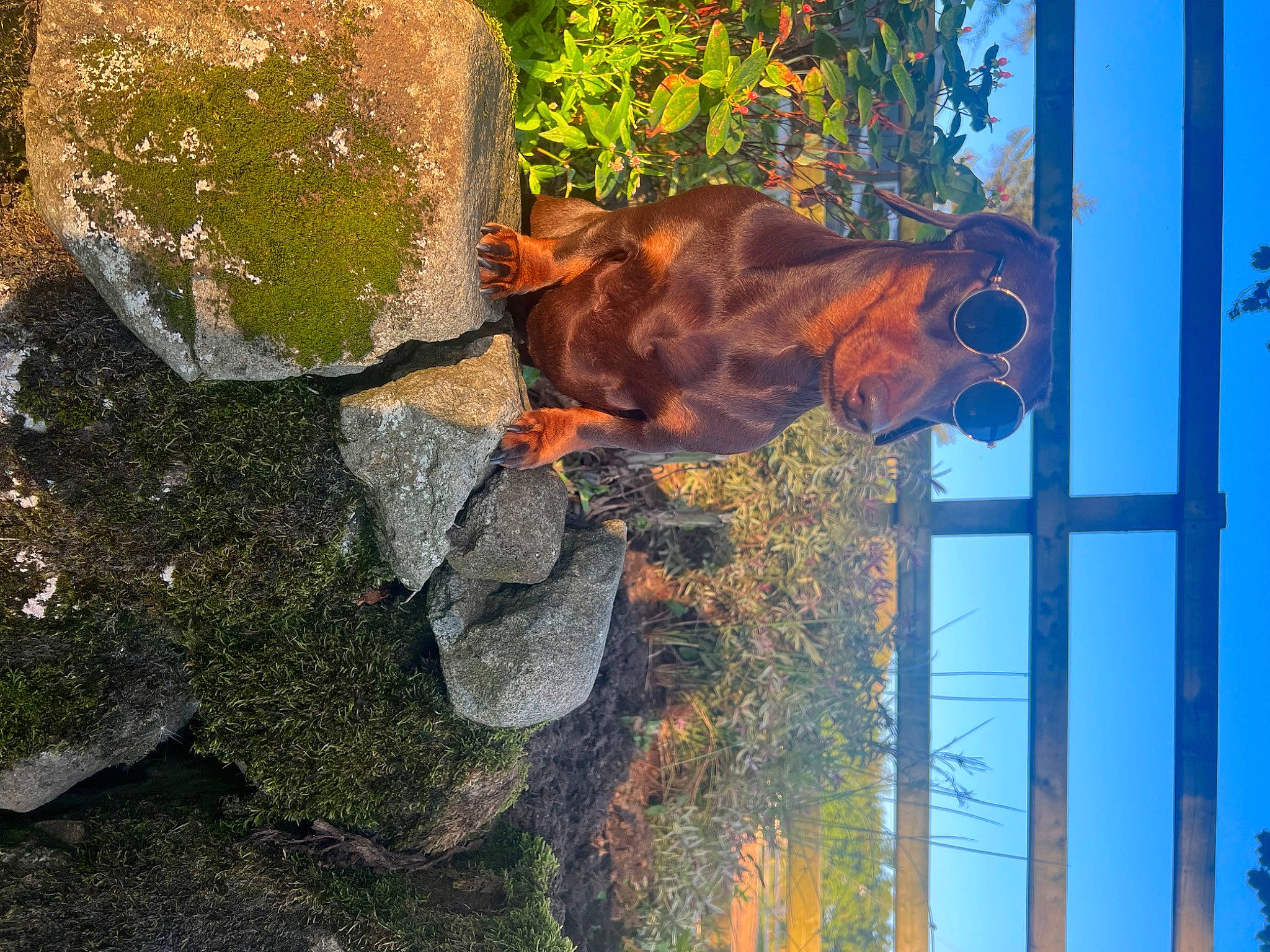 Gibby joined the competition — help win amazing prizes! art, bedrock, biome, event, fawn, grass, landscape, nature, organism, palm_tree, plant, reflection, rock, sky, tree, trunk, twig, water, wood, working_animal