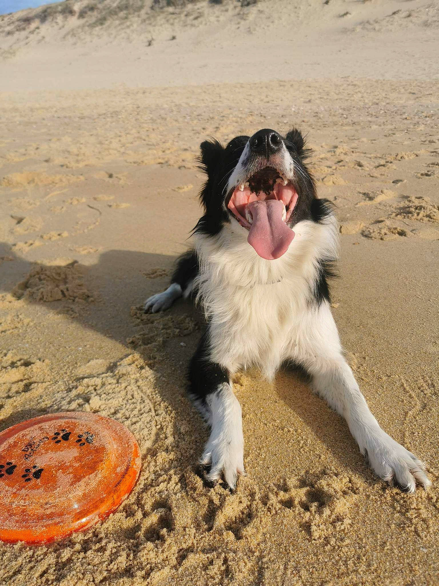Spritz participe au concours pour gagner de l'argent avec cette photo : aeolian_landform, beach, canidae, carnivore, circle, companion_dog, dog, dog_breed, fun, landscape, ocean, sand, seabird, singing_sand, snares_penguin, soil, sporting_group, tail, wildlife