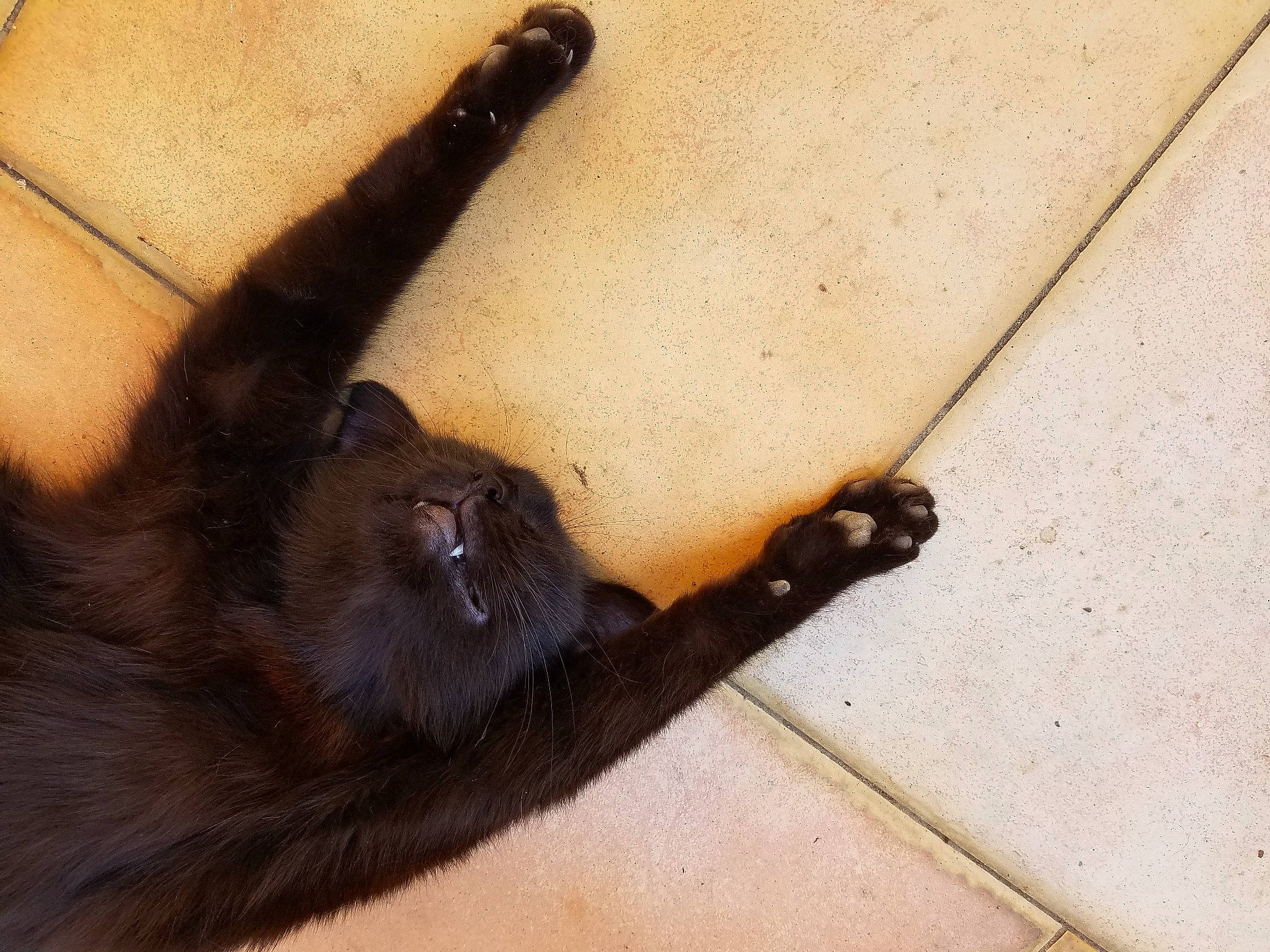 Prunelle participe au concours pour gagner de l'argent avec cette photo : claw, dog_breed, fawn, foot, fur, human_leg, liver, paw, shadow, snout, tail, terrestrial_animal, tints_and_shades, toe, wood, wrist