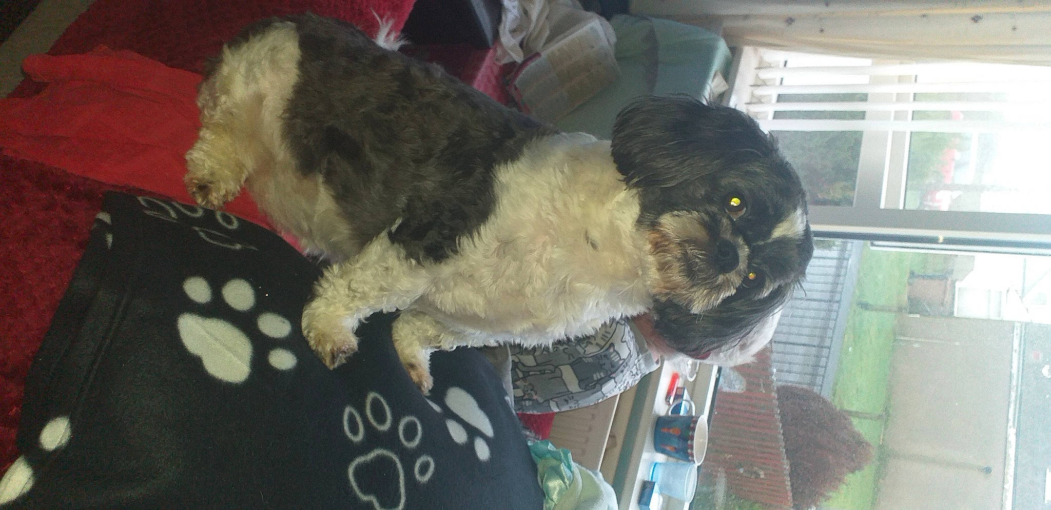 Poppy joined the competition — help win amazing prizes! canidae, carnivore, companion_dog, dog, dog_breed, fawn, fur, handwriting, mammal, non_sporting_group, snout, sporting_group, tail, terrestrial_animal, toy, water_dog, working_animal