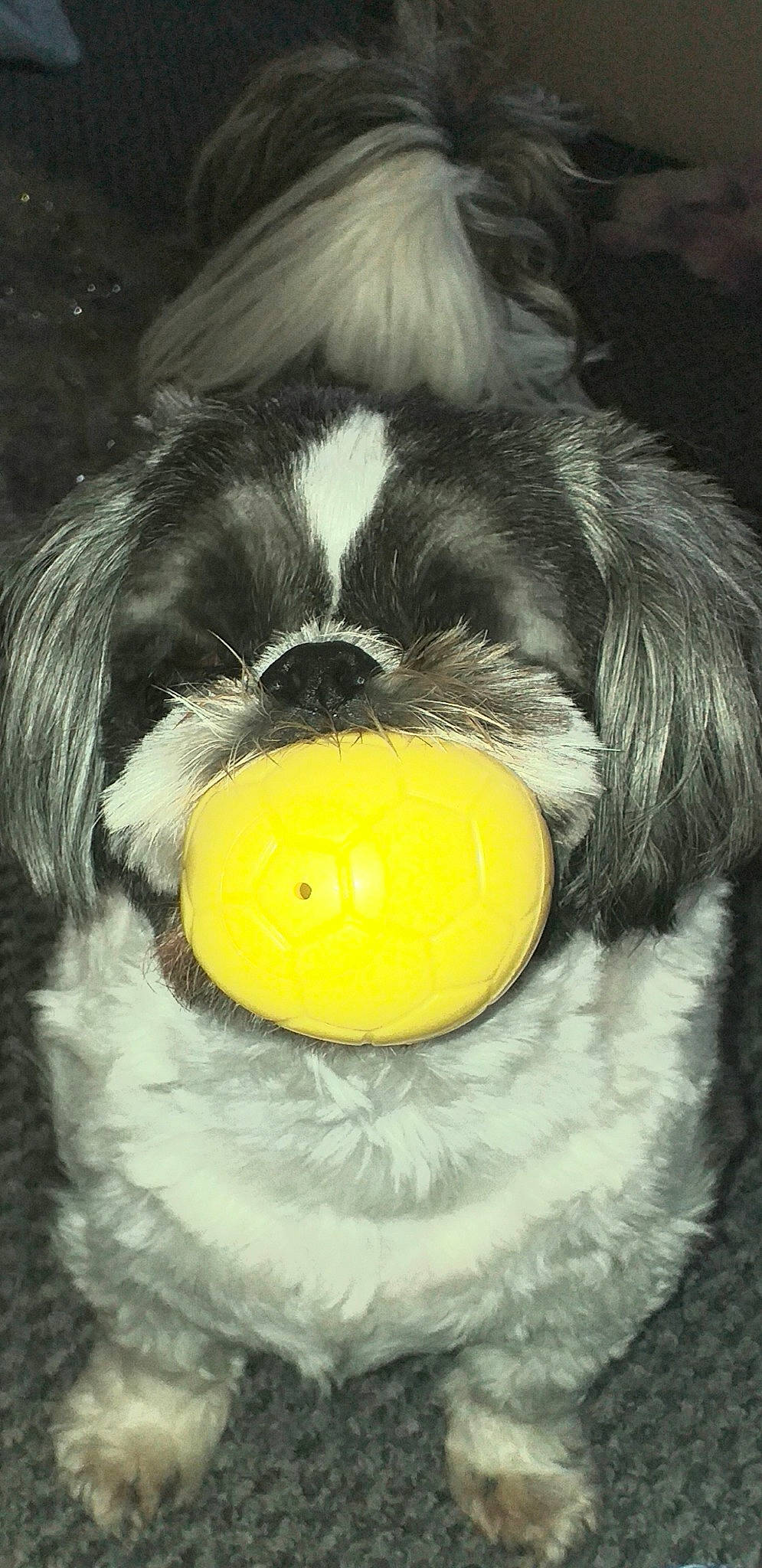 Poppy joined the competition — help win amazing prizes! canidae, carnivore, companion_dog, dog, dog_breed, egg, egg_yolk, eye, fur, nose, snout, sporting_group, stuffed_toy, terrestrial_animal, toy, toy_dog, whiskers