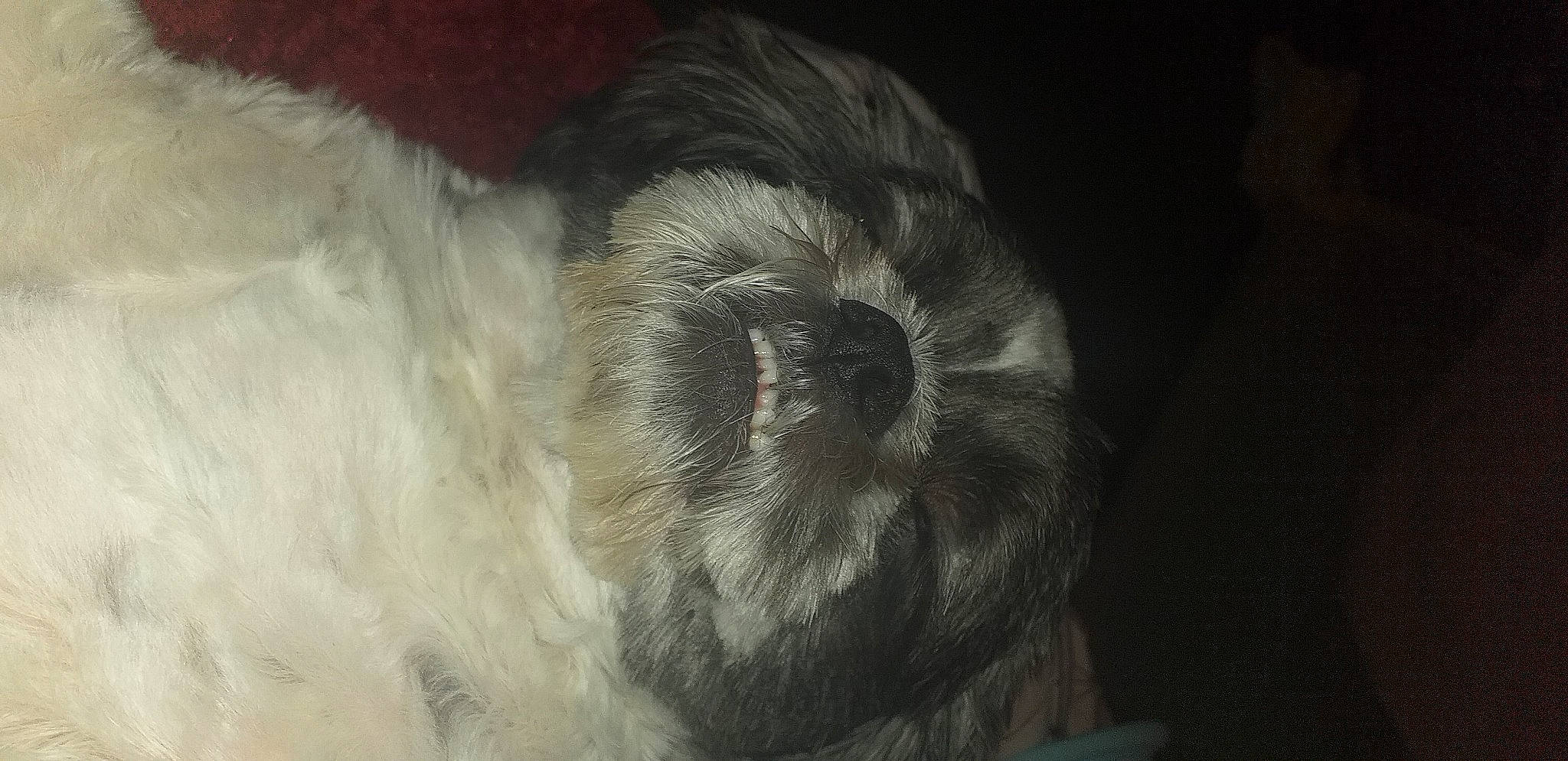 Poppy joined the competition — help win amazing prizes! canidae, carnivore, companion_dog, dog, dog_breed, felidae, fur, monochrome, monochrome_photography, small_to_medium_sized_cats, snout, sporting_group, tail, terrestrial_animal, toy_dog, whiskers, wildlife, wool, working_animal, wrinkle