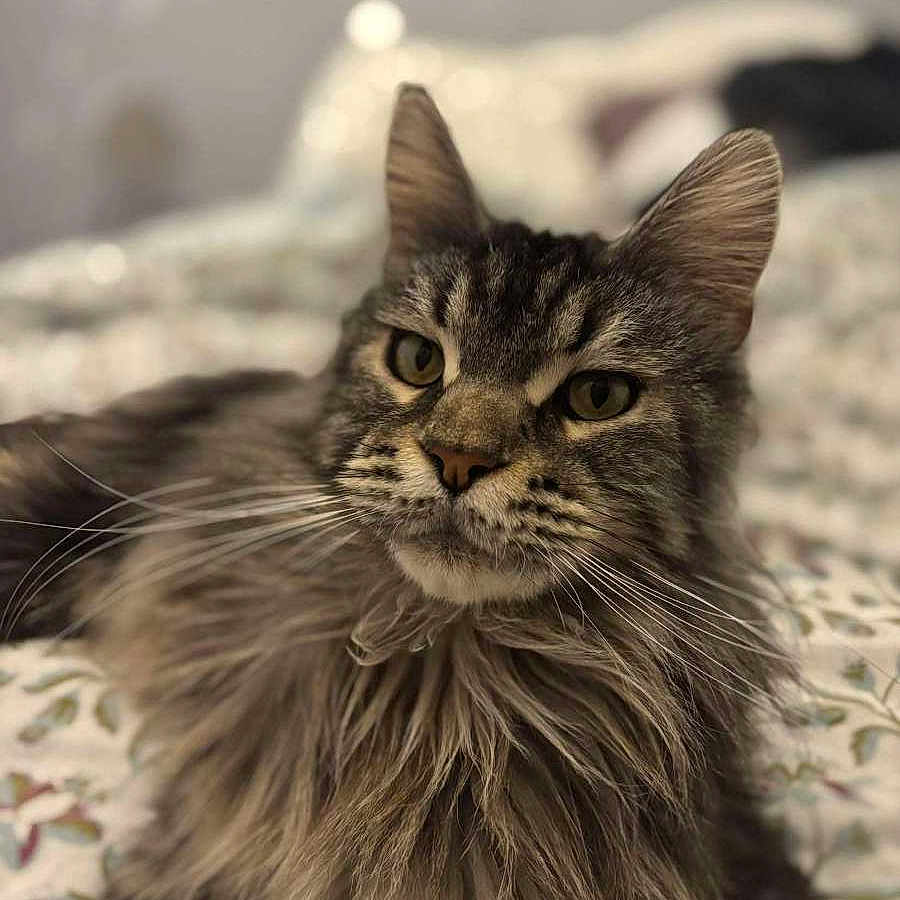 Urkan a rejoint le concours — aidez-le/la à gagner de superbes lots ! animal, bed, cat, close_up, cute, domestic_cat, ears, eyes, feline, fluffy, fur, indoor, long_hair, mammal, pet, portrait, relaxing, sleepy, tabby, whiskers