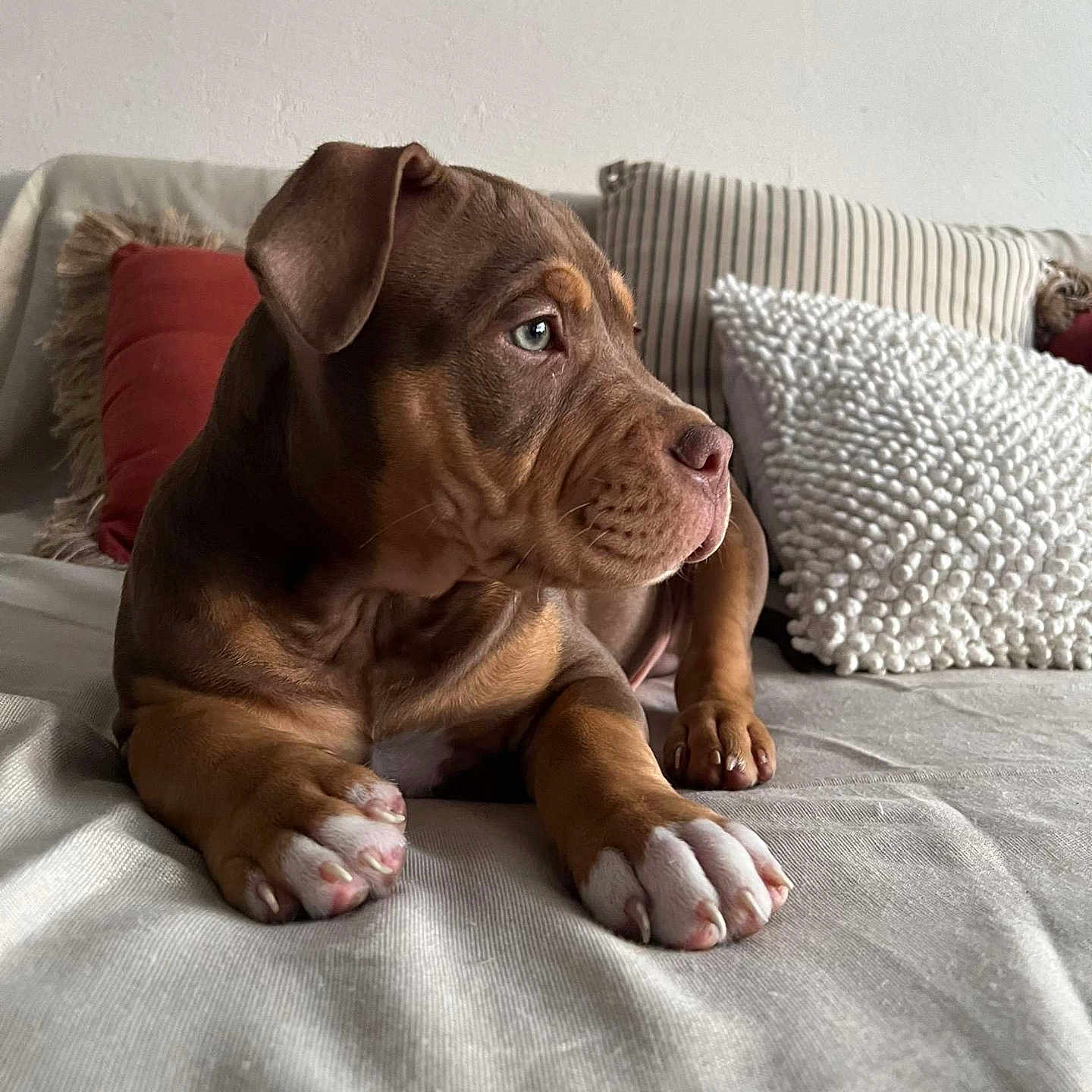 Arlo is registered to the contest to win money with this photo: animal, blanket, bulldog, canine, couch, cushion, dog, furniture, hardwood, homedecor, hound, indoors, interiordesign, pet, pillow, pitbull, puppy, snout, stainedwood, wood