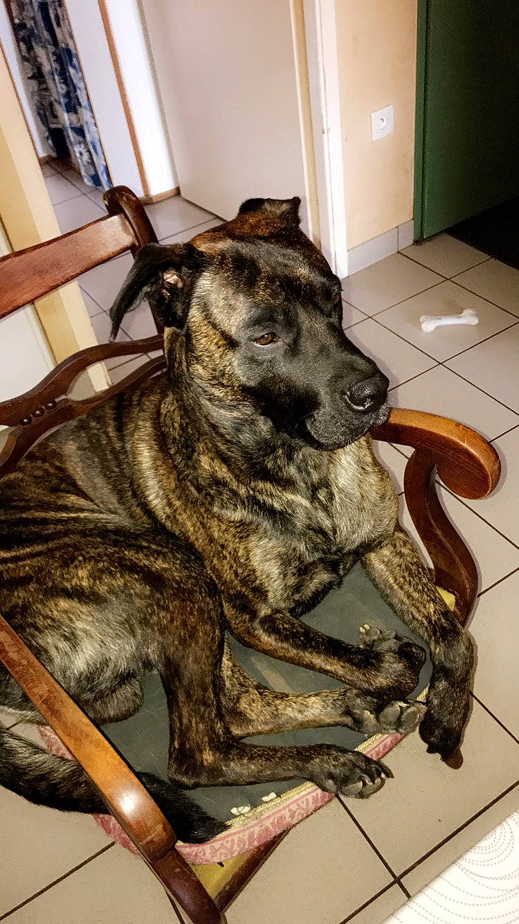 Murphy participe au concours pour gagner de l'argent avec cette photo : alano_espanol, alaunt, canidae, carnivore, cimarron_uruguayo, dog, dog_breed, dutch_shepherd_dog, fila_brasileiro, formosan_mountain_dog, mammal, non_sporting_group, perro_de_presa_canario, plott_hound, rare_breed_dog, snout, sporting_group, treeing_tennessee_brindle