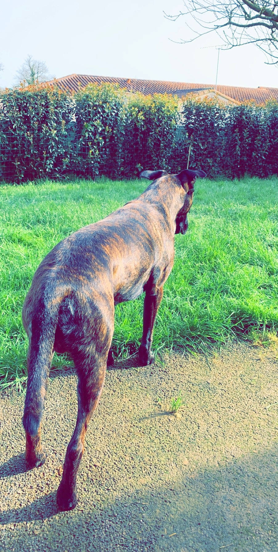 Murphy a rejoint le concours — aidez-le/la à gagner de superbes lots ! alaunt, canidae, carnivore, cimarron_uruguayo, dog, dog_breed, fawn, galgo_espanol, great_dane, greyhound, guard_dog, lurcher, mammal, sighthound, tail, vertebrate