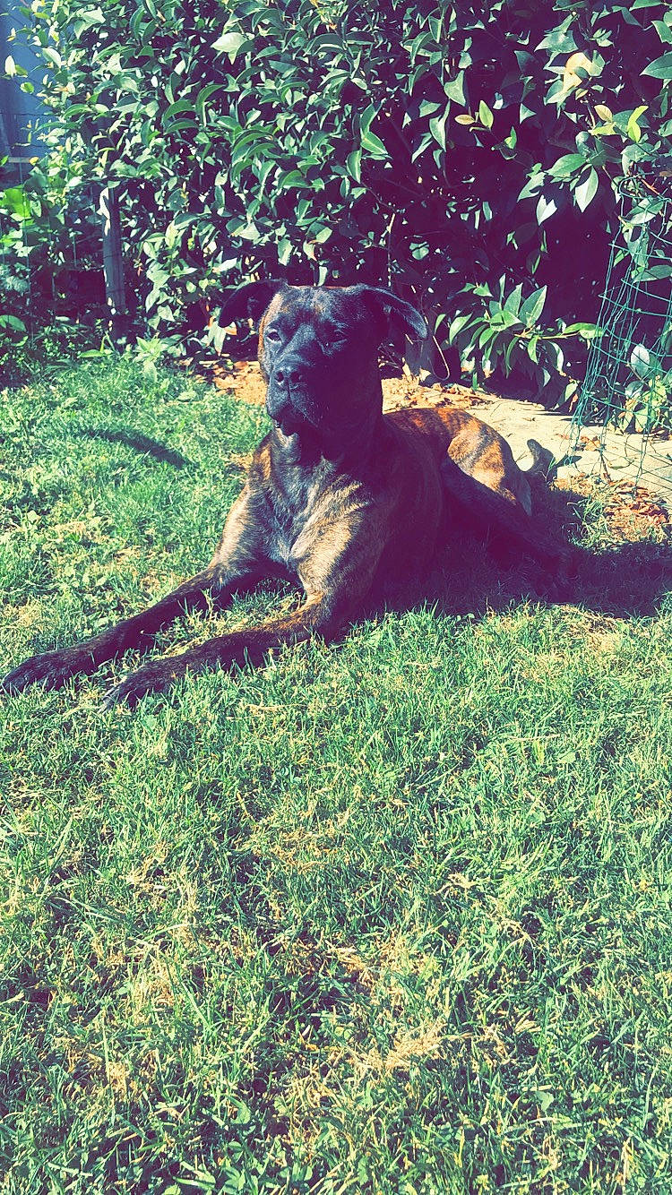 Murphy a rejoint le concours — aidez-le/la à gagner de superbes lots ! adaptation, fawn, grass, macaque, new_world_monkey, old_world_monkey, plant, primate, tail, tree