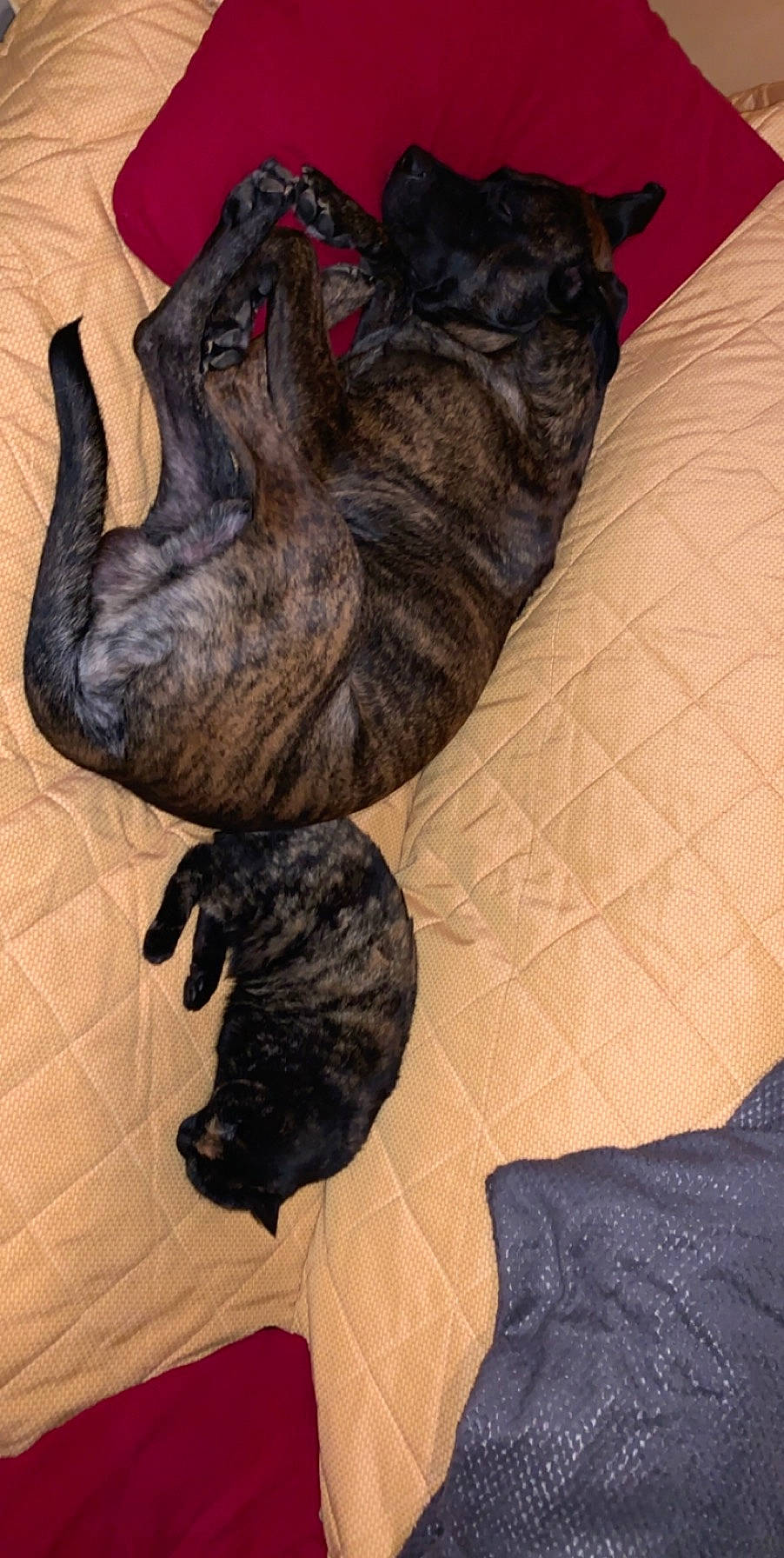 Murphy a rejoint le concours — aidez-le/la à gagner de superbes lots ! alaunt, bullmastiff, canidae, carnivore, companion_dog, dog, dog_breed, fawn, french_bulldog, guard_dog, mammal, non_sporting_group, perro_de_presa_canario, puppy, tail