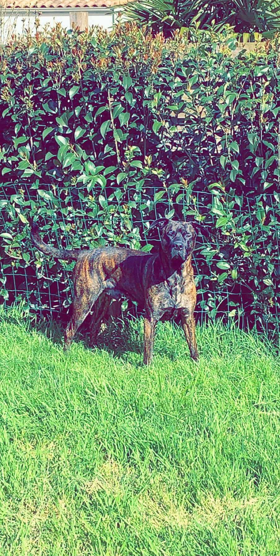 Murphy