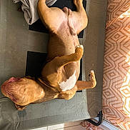 Arlo participe au concours pour gagner de l'argent avec cette photo : animal, blanket, brown_dog, canine, comfortable, cot, curtains, dog, floor_tiles, home, indoor, lying_down, nap, paw, pet, relaxed, resting, sleeping, white_patch, window_light