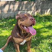 Arlo a rejoint le concours — aidez-le/la à gagner de superbes lots ! animal, brown_dog, canine, cute, daylight, dog, fence, flower, grass, greenery, happy, mammal, nature, outdoor, panting, pet, playful, smiling, sunlight, tongue_out