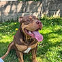 animal, brown_dog, canine, cute, daylight, dog, fence, flower, grass, greenery, happy, mammal, nature, outdoor, panting, pet, playful, smiling, sunlight, tongue_out