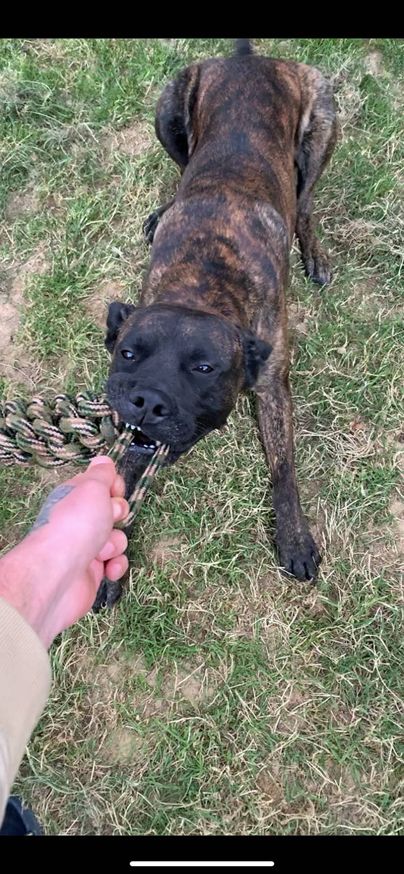 Murphy participe au concours pour gagner de l'argent avec cette photo : alano_espanol, alaunt, bandog, boerboel, bullmastiff, cane_corso, canidae, carnivore, cimarron_uruguayo, dog, dog_breed, dogo_sardesco, fila_brasileiro, grass, mammal, mountain_cur, perro_de_presa_canario, perro_de_presa_mallorquin, snout, vertebrate