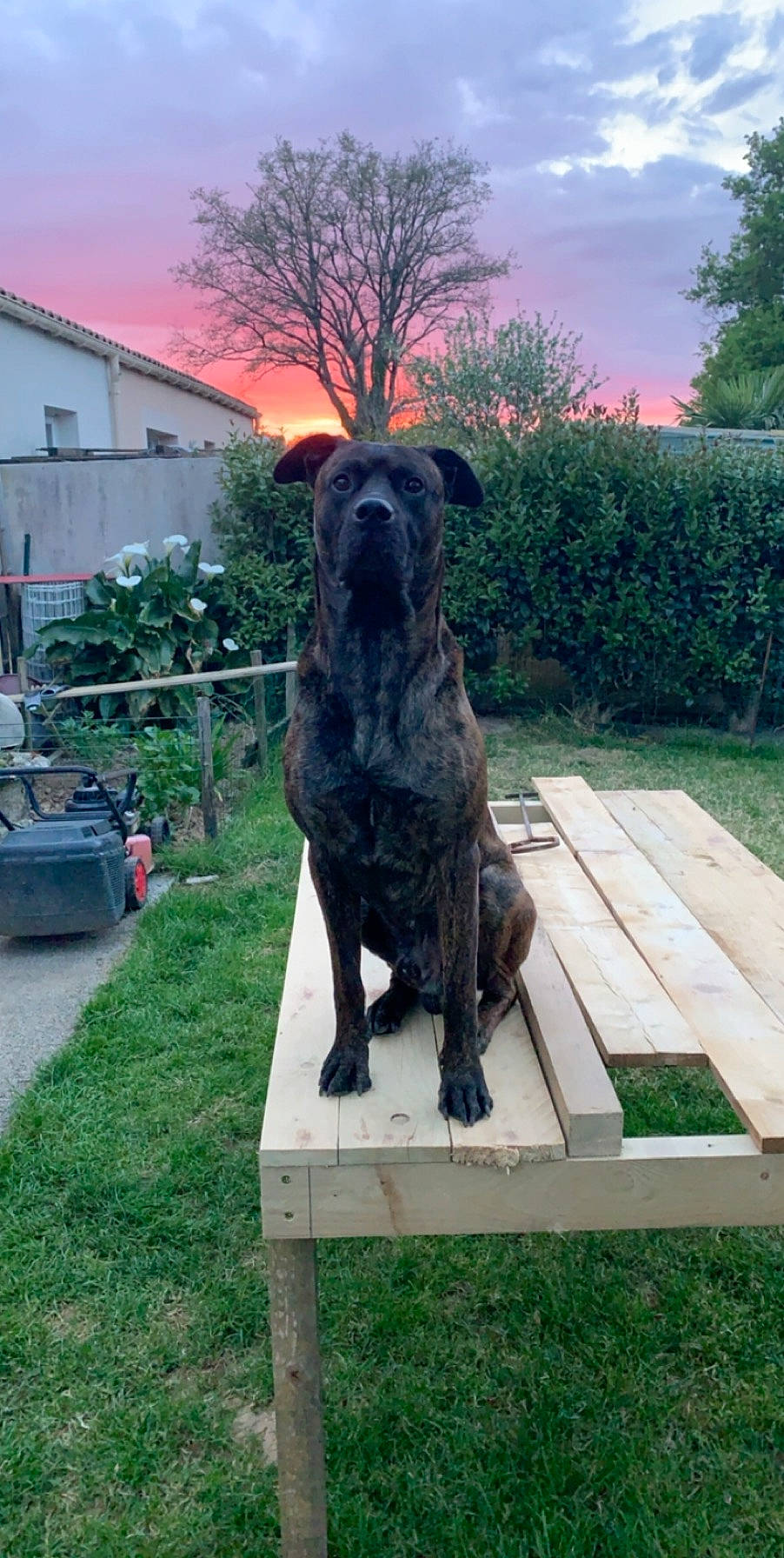 Murphy a rejoint le concours — aidez-le/la à gagner de superbes lots ! alaunt, bandog, cane_corso, canidae, carnivore, cimarron_uruguayo, dog, dog_breed, fawn, fila_brasileiro, giant_dog_breed, guard_dog, mammal, perro_de_presa_canario, sporting_group, vertebrate, working_dog