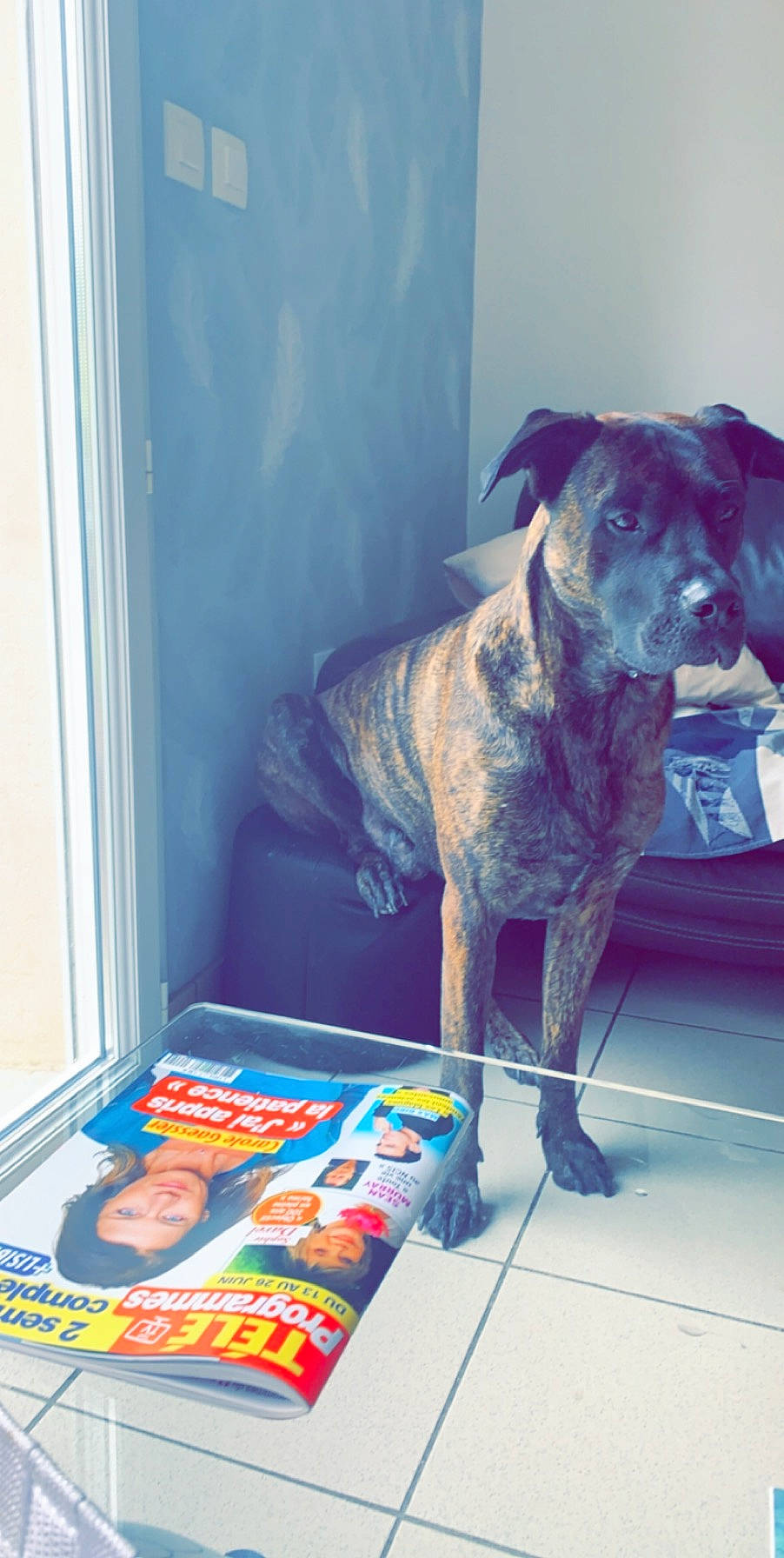 Murphy a rejoint le concours — aidez-le/la à gagner de superbes lots ! american_bulldog, american_pit_bull_terrier, bandog, boxer, bullmastiff, cane_corso, canidae, carnivore, dog, dog_breed, fawn, guard_dog, non_sporting_group, perro_de_presa_canario, pit_bull, sporting_group, staffordshire_bull_terrier, working_dog