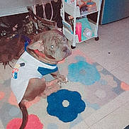 Rocky Aka Chatito joined the competition — help win amazing prizes! animal, blue, brown, clothing, colorful, dog, floor, flowers, home, indoors, pet, portrait, puppy, room, rug, shelf, shirt, sitting, storage, toiletries
