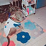 animal, blue, brown, clothing, colorful, dog, floor, flowers, home, indoors, pet, portrait, puppy, room, rug, shelf, shirt, sitting, storage, toiletries