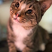 Odie joined the competition — help win amazing prizes! cat, tabby_cat, animal, pet, feline, whiskers, close_up, curious, indoor, blurred_background, paws, face, ears, eyes, fur, portrait, domestic_cat, mammal, cute, soft_lighting