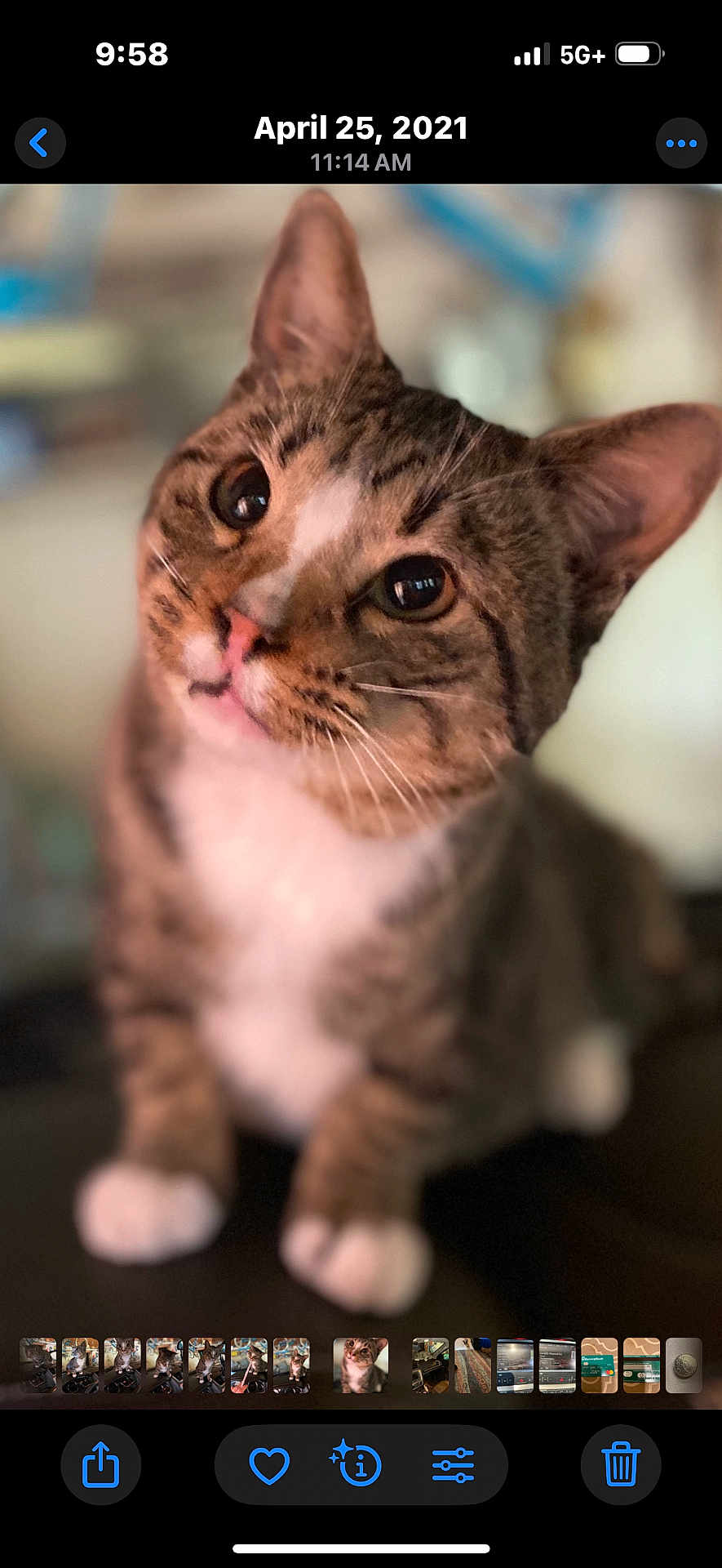 Odie