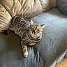 cat, tabby_cat, pet, feline, animal, indoor, couch, furniture, gray_couch, tan_cushion, wooden_floor, relaxed, alert, looking_at_camera, striped, whiskers, ears, paw, sitting, domestic_animal