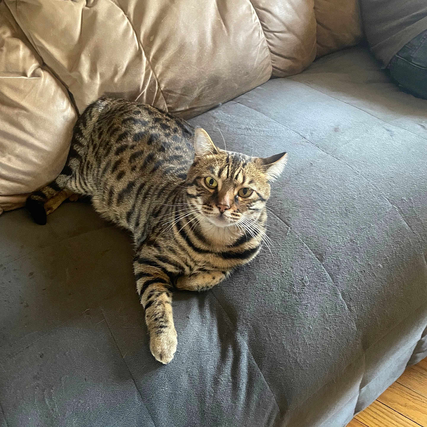 Penguin joined the competition — help win amazing prizes! cat, tabby_cat, pet, feline, animal, indoor, couch, furniture, gray_couch, tan_cushion, wooden_floor, relaxed, alert, looking_at_camera, striped, whiskers, ears, paw, sitting, domestic_animal