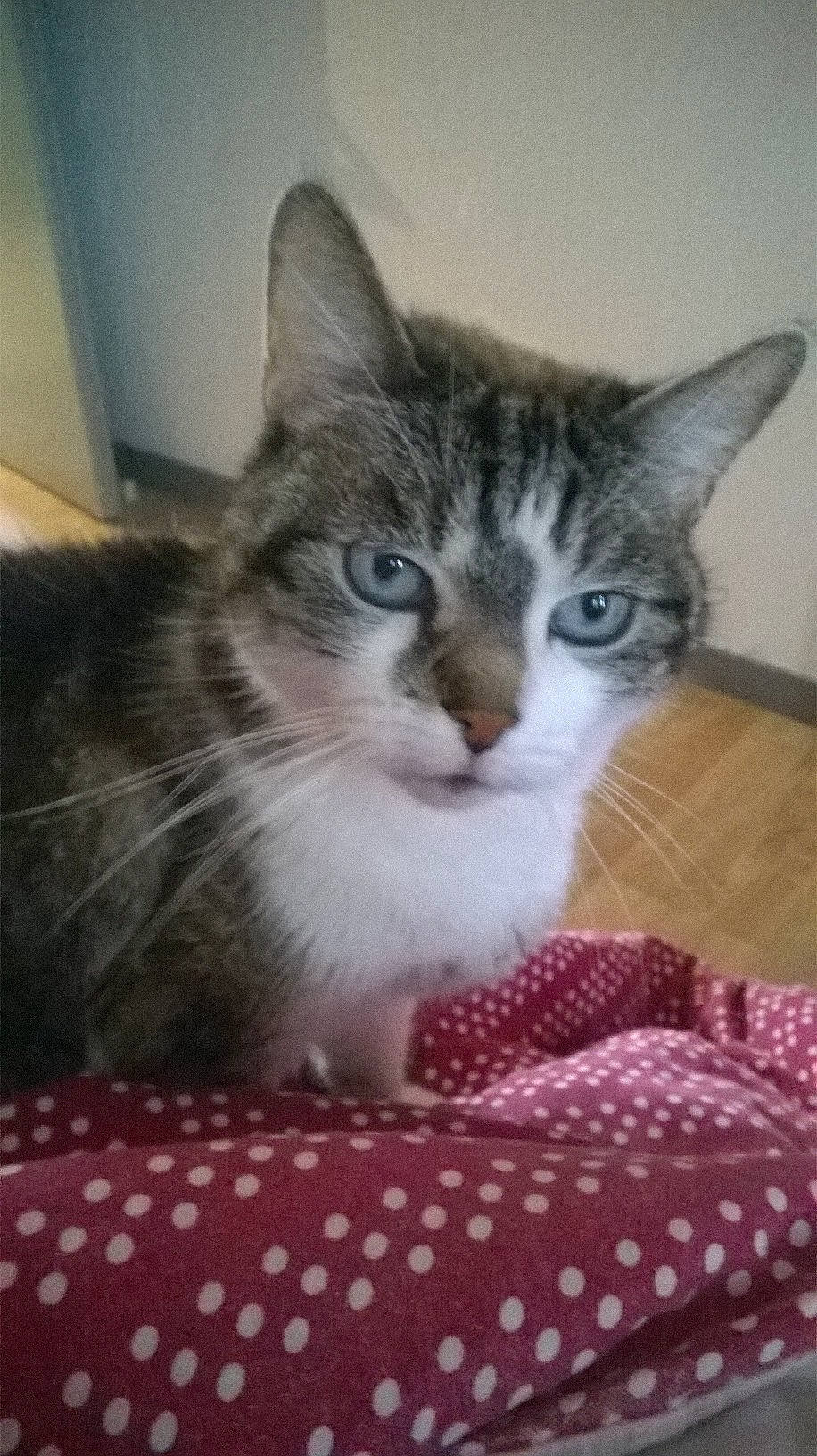 Nemo participe au concours pour gagner de l'argent avec cette photo : aegean_cat, american_shorthair, american_wirehair, asian, carnivore, cat, domestic_short_haired_cat, egyptian_mau, european_shorthair, felidae, kitten, mammal, norwegian_forest_cat, ojos_azules, polydactyl_cat, small_to_medium_sized_cats, tabby_cat, vertebrate, whiskers