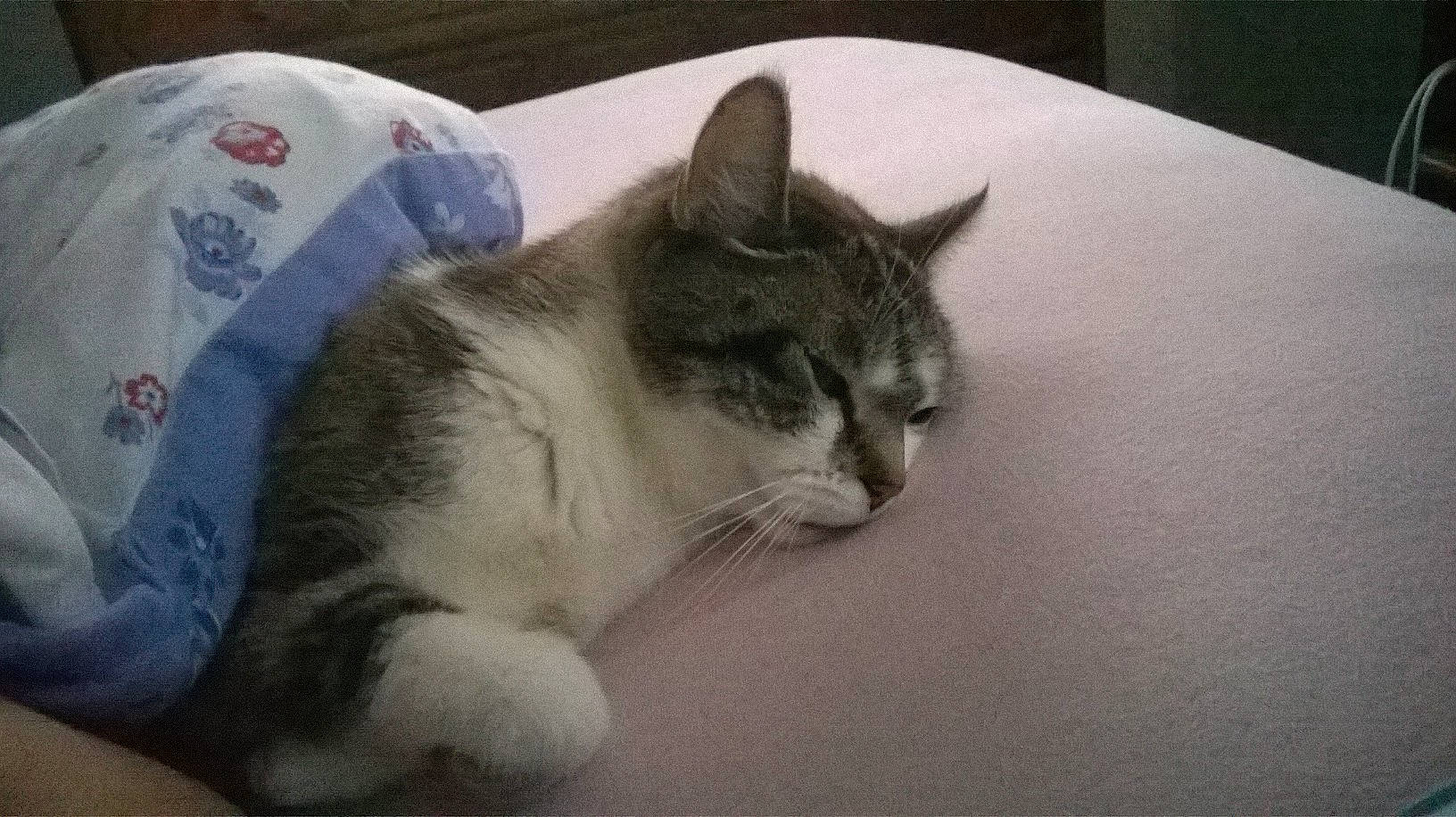 Nemo a rejoint le concours — aidez-le/la à gagner de superbes lots ! aegean_cat, american_shorthair, american_wirehair, asian, carnivore, cat, domestic_short_haired_cat, ear, european_shorthair, felidae, kitten, mammal, paw, polydactyl_cat, small_to_medium_sized_cats, snout, tabby_cat, tail, whiskers