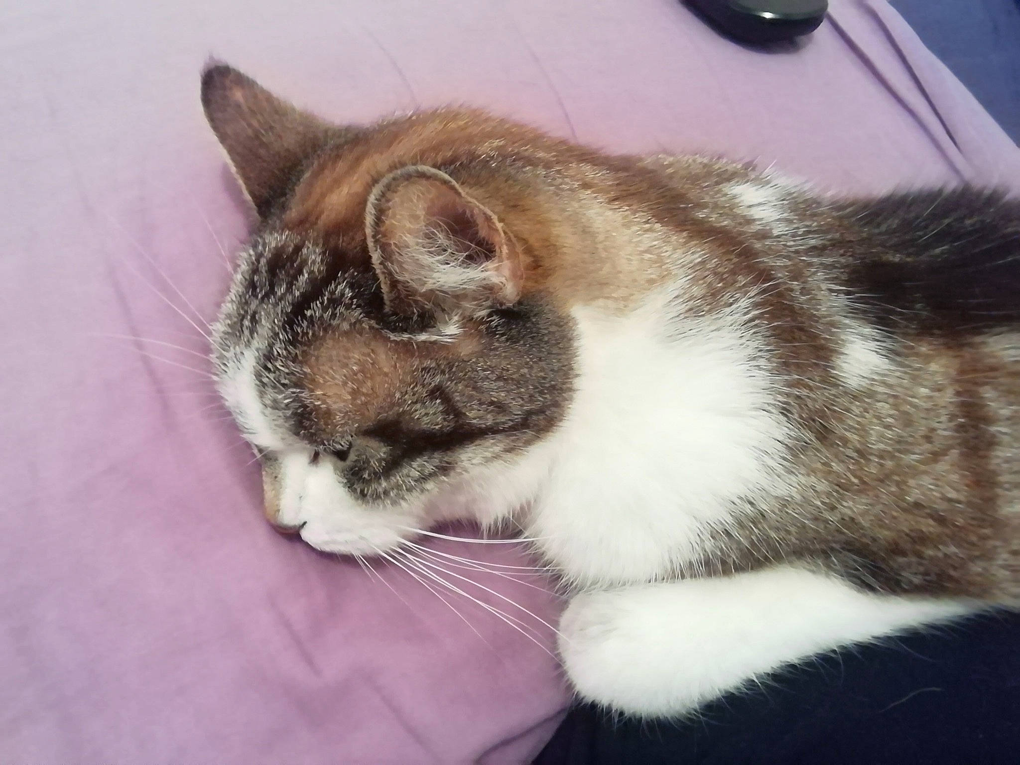 Nemo a rejoint le concours — aidez-le/la à gagner de superbes lots ! aegean_cat, american_wirehair, carnivore, cat, domestic_short_haired_cat, ear, european_shorthair, eye, felidae, fur, kitten, nose, polydactyl_cat, skin, sky, small_to_medium_sized_cats, snout, tabby_cat, tail, whiskers