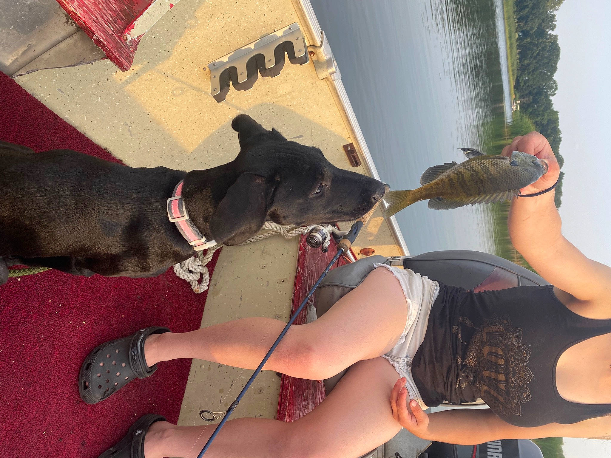 Oakley is registered to the contest to win money with this photo: carnivore, collar, companion_dog, dog, dog_breed, dog_collar, eyewear, fashion_accessory, fawn, fun, high_heels, human_leg, knee, leash, personal_protective_equipment, recreation, sandal, sunglasses, thigh, water