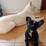 Ariel a rejoint le concours — aidez-le/la à gagner de superbes lots ! dog, puppy, white_dog, black_dog, pets, indoor, floor, tile, ears, cute, animal, canine, young_dog, relaxing, looking_at_camera, domestic, two_dogs, small_puppy, large_dog, companion