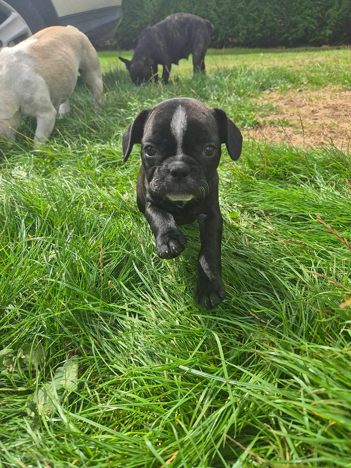 Ariel a rejoint le concours — aidez-le/la à gagner de superbes lots ! puppy, dog, grass, outdoor, black_dog, white_dog, greenery, nature, animal, pet, young_dog, playful, sniffing, parked_car, hedge, sunlight, daytime, closeup, walking, canine