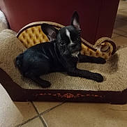 Ariel a rejoint le concours — aidez-le/la à gagner de superbes lots ! puppy, dog, black_dog, indoor, miniature_couch, vintage_style, tile_floor, pet, animal, small_dog, scratching_post, furniture, cute, resting, looking_at_camera, ears_up, young_dog, living_room, brown, decorative