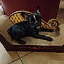 puppy, dog, black_dog, indoor, miniature_couch, vintage_style, tile_floor, pet, animal, small_dog, scratching_post, furniture, cute, resting, looking_at_camera, ears_up, young_dog, living_room, brown, decorative
