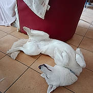 Neige participe au concours pour gagner de l'argent avec cette photo : dog, white_dog, lying_down, floor, tile_floor, relaxed, indoor, furniture, blanket, pet, canine, home, resting, paws_up, collar, animal, cute, domestic_animal, fur, companion