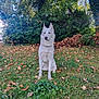 Neige a rejoint le concours — aidez-le/la à gagner de superbes lots ! dog, husky, white_dog, blue_eyes, sitting, grass, leaves, autumn, outdoor, nature, tree, bush, park, animal, pet, canine, fur, daylight, quiet, alert