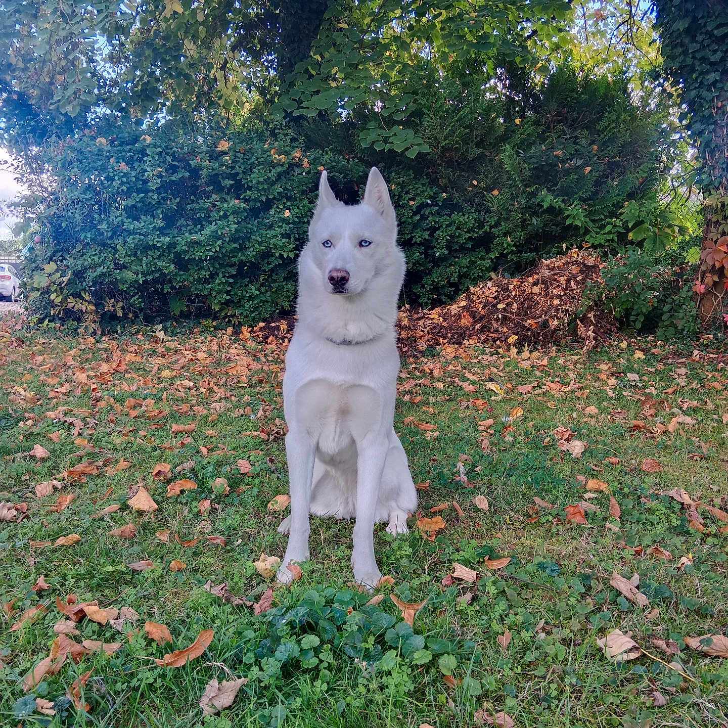 Neige a rejoint le concours — aidez-le/la à gagner de superbes lots ! alert, animal, autumn, blue_eyes, bush, canine, daylight, dog, fur, grass, husky, leaves, nature, outdoor, park, pet, quiet, sitting, tree, white_dog