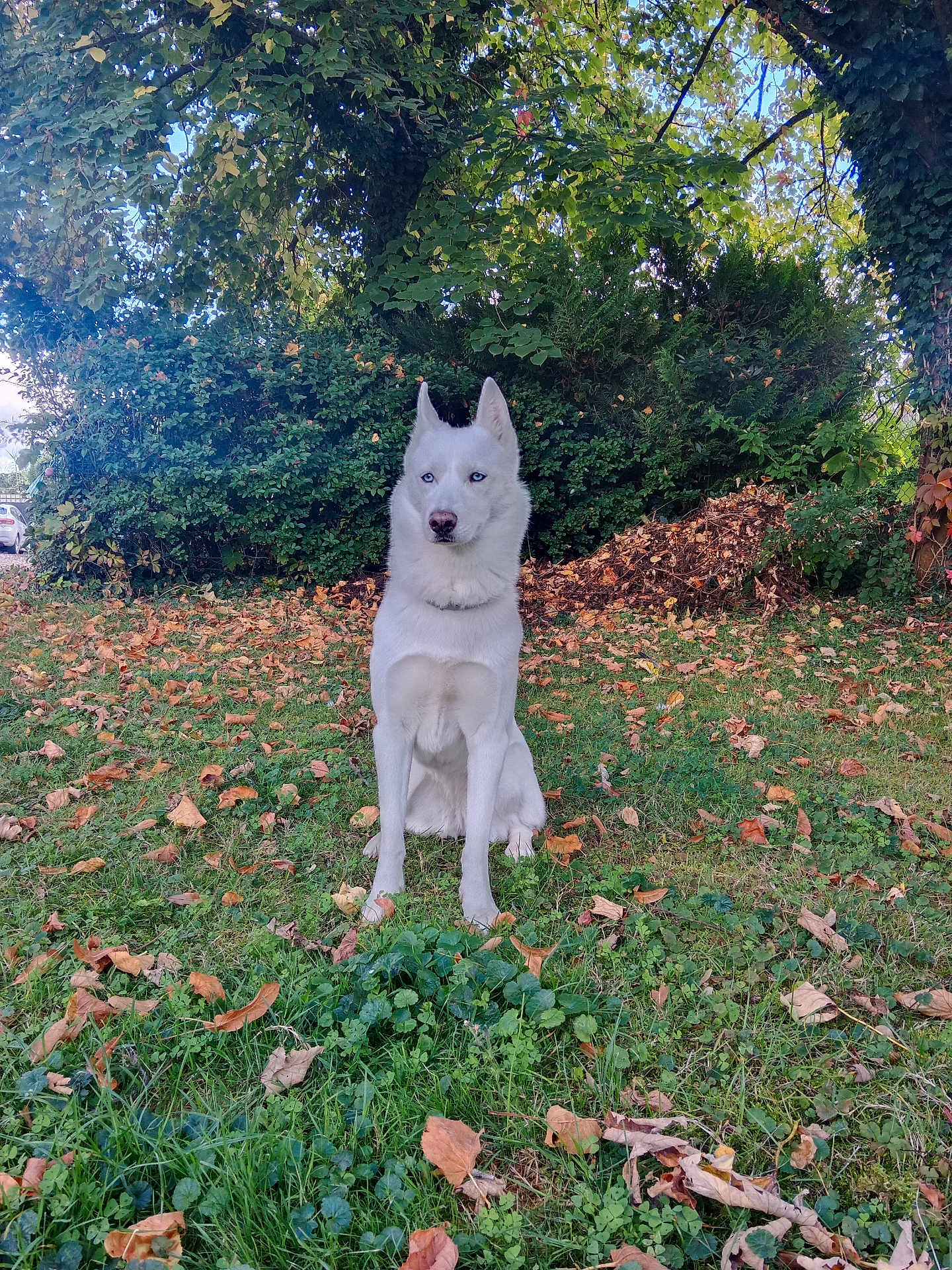 Neige a rejoint le concours — aidez-le/la à gagner de superbes lots ! dog, husky, white_dog, blue_eyes, sitting, grass, leaves, autumn, outdoor, nature, tree, bush, park, animal, pet, canine, fur, daylight, quiet, alert