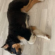 Aura a rejoint le concours — aidez-le/la à gagner de superbes lots ! animal, black_fur, brown_fur, canine, dog, domestic_animal, ears, floor, fur, indoor, lying_down, paw, pet, quiet, relaxed, resting, sleepy, snout, white_fur, wooden_floor