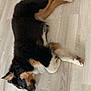 animal, black_fur, brown_fur, canine, dog, domestic_animal, ears, floor, fur, indoor, lying_down, paw, pet, quiet, relaxed, resting, sleepy, snout, white_fur, wooden_floor