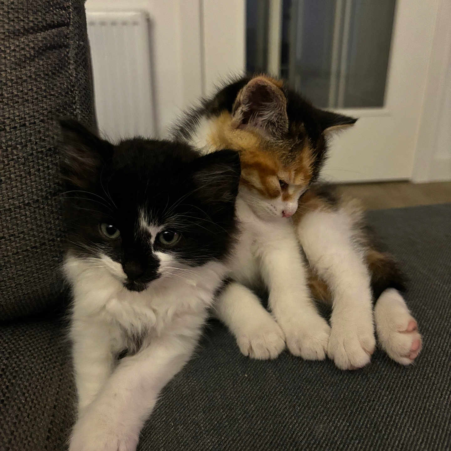 Pumpkin And Remy is registered to the contest to win money with this photo: abyssinian, animal, architecture, armchair, building, cat, chair, couch, cushion, furniture, hardwood, homedecor, indoors, kitten, livingroom, manx, pet, room, siamese, wood