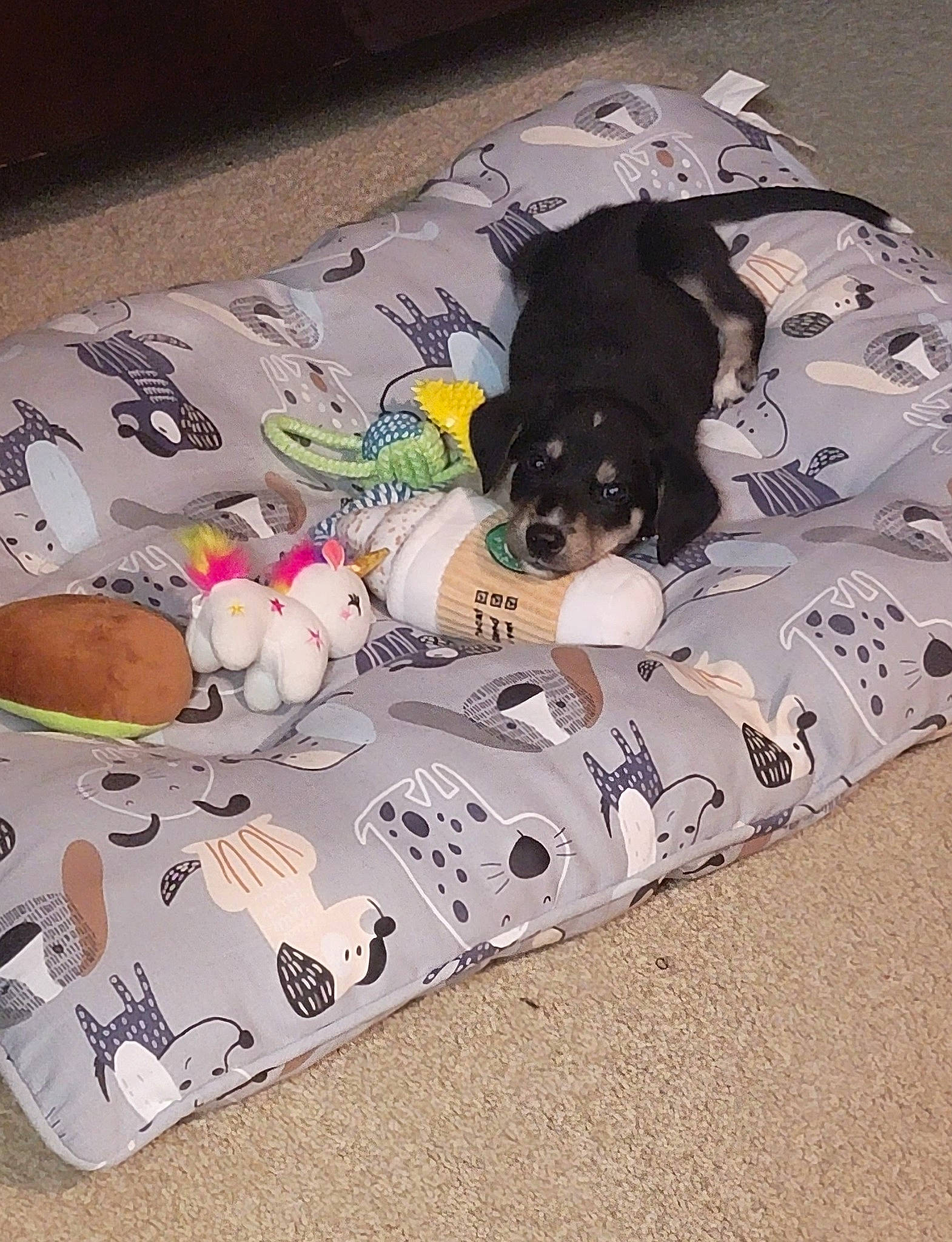 Titan joined the competition — help win amazing prizes! art, bag, bed, bedding, canidae, carnivore, comfort, companion_dog, couch, dog, dog_breed, dog_supply, fawn, flooring, linens, luggage_and_bags, mammal, pattern, sporting_group, working_animal