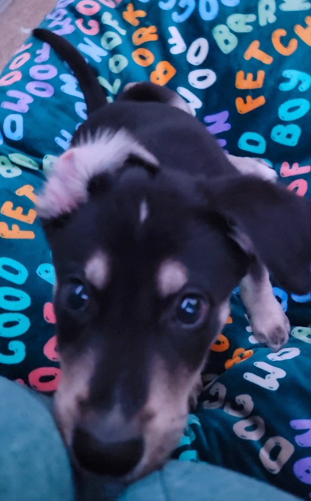 Titan joined the competition — help win amazing prizes! black, canidae, carnivore, companion_dog, dog, dog_breed, dog_supply, ear, electric_blue, fawn, fur, guard_dog, magenta, pink, snout, sporting_group, toy_dog, whiskers, working_animal, working_dog