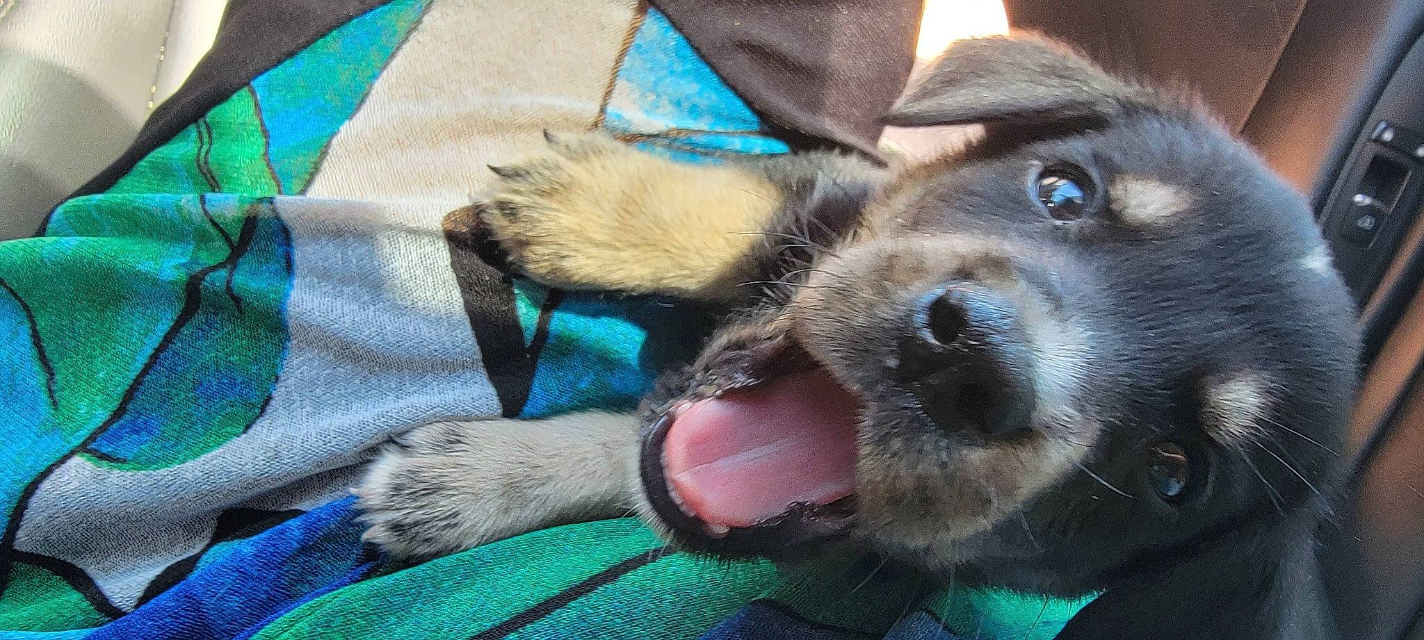 Titan joined the competition — help win amazing prizes! canidae, carnivore, collar, comfort, companion_dog, dog, dog_breed, dog_collar, dog_supply, electric_blue, fawn, fur, liver, paw, selfie, snout, sporting_group, vertebrate, whiskers, working_animal