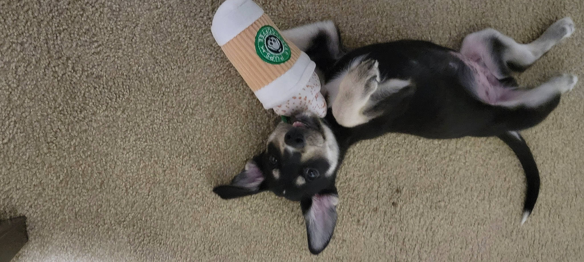 Titan joined the competition — help win amazing prizes! canidae, carnivore, cat, companion_dog, dog_breed, domestic_short_haired_cat, fawn, felidae, floor, flooring, fur, human_leg, logo, non_sporting_group, paw, small_to_medium_sized_cats, snout, sporting_group, tail, whiskers