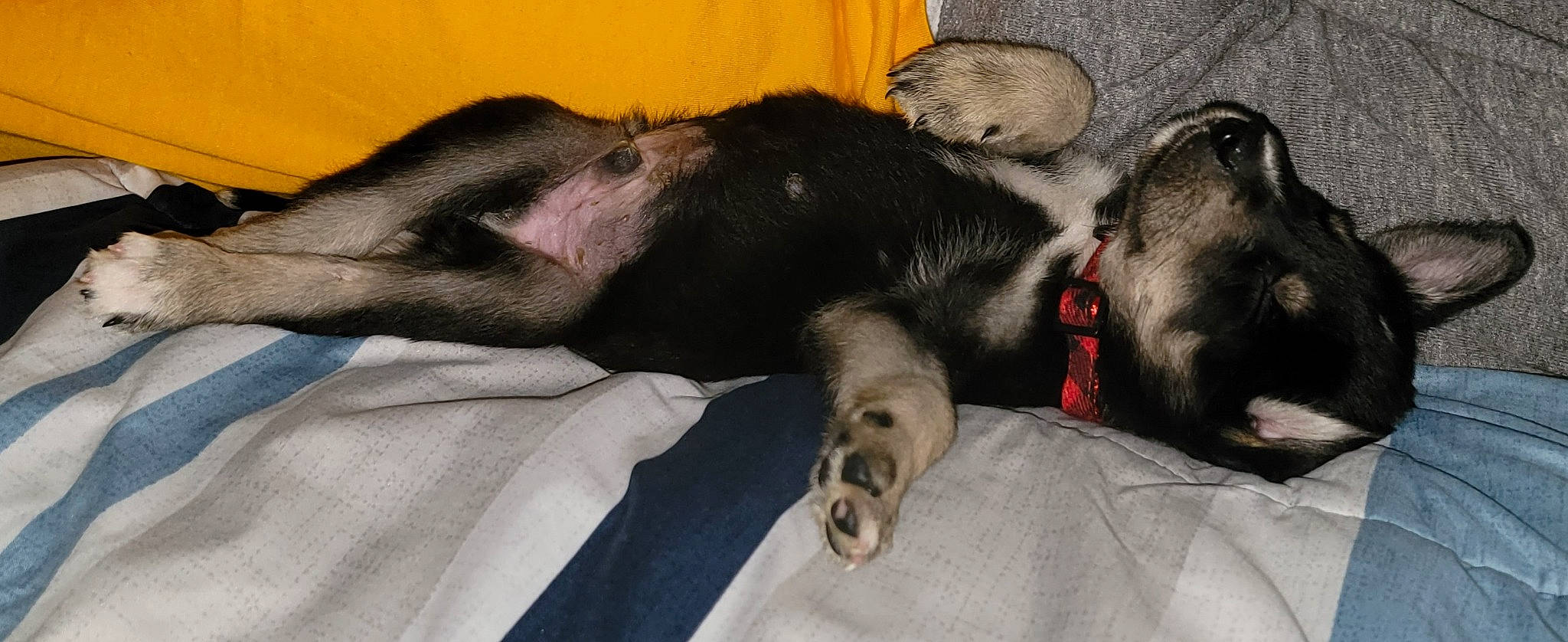 Titan is registered to the contest to win money with this photo: canidae, carnivore, comfort, companion_dog, dog, dog_breed, fawn, fur, grey, guard_dog, nap, non_sporting_group, paw, snout, sporting_group, tail, terrestrial_animal, working_animal