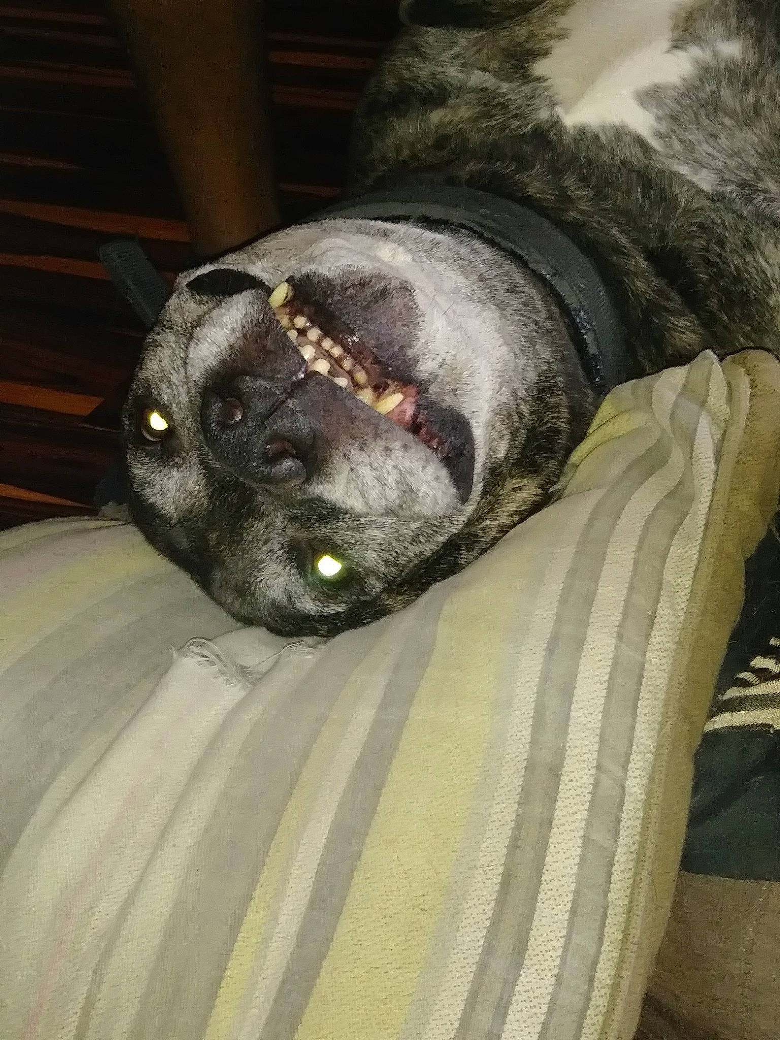 Duncan joined the competition — help win amazing prizes! ball, bed, canidae, carnivore, comfort, couch, dog_breed, fawn, felidae, fur, grey, human_body, linens, small_to_medium_sized_cats, snout, sporting_group, terrestrial_animal, whiskers, wildlife, working_animal